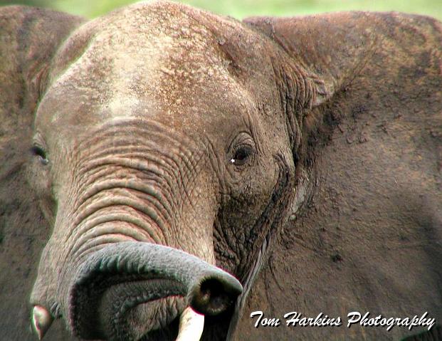 Trumpeting elephant.jpg